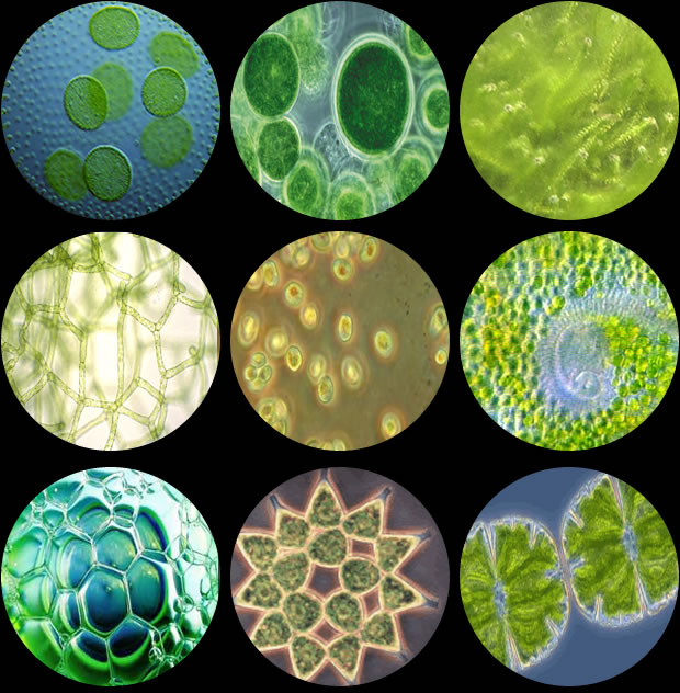 algae