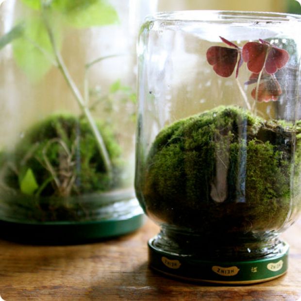 DIY Moss Terrarium