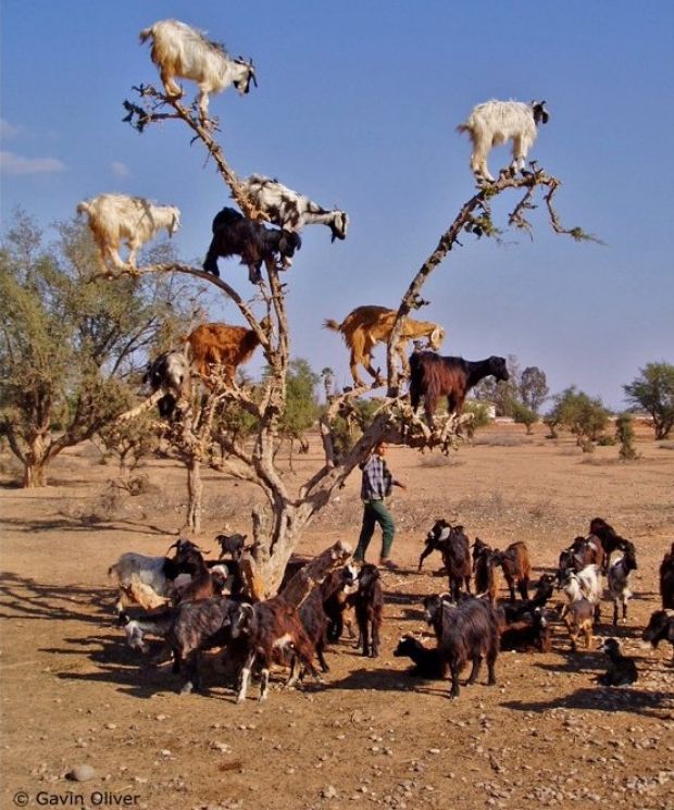 tree_goats