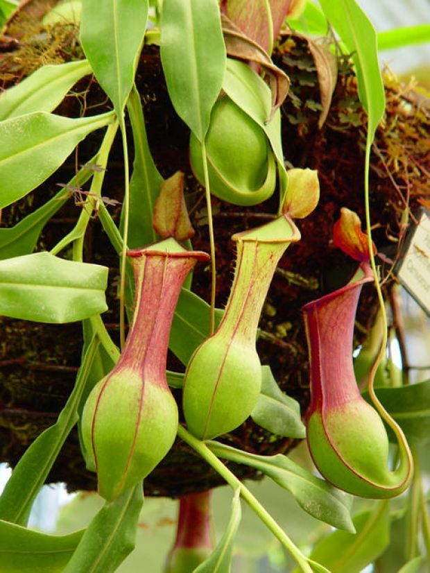 nepenthes