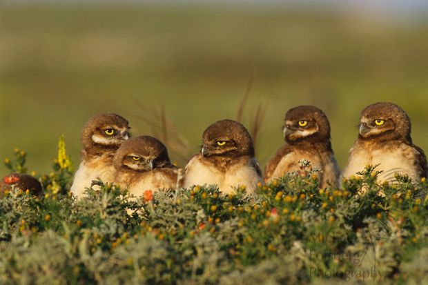 burrowing_owls