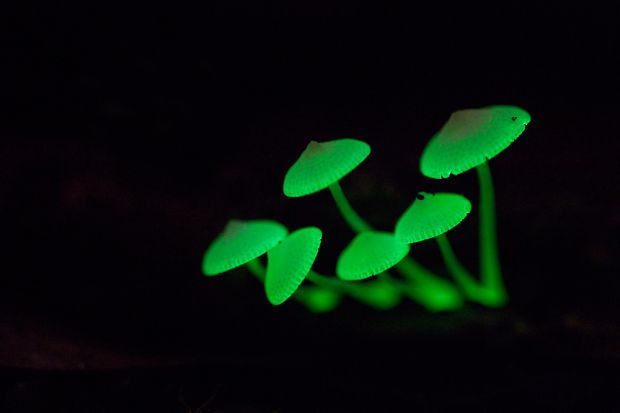 glow_in_the_dark_shrooms