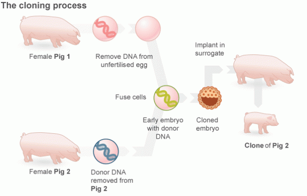 cloned_pigs