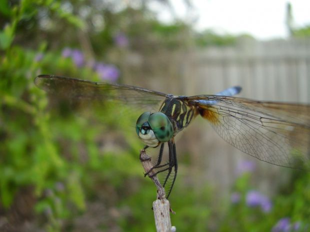 dragonfly